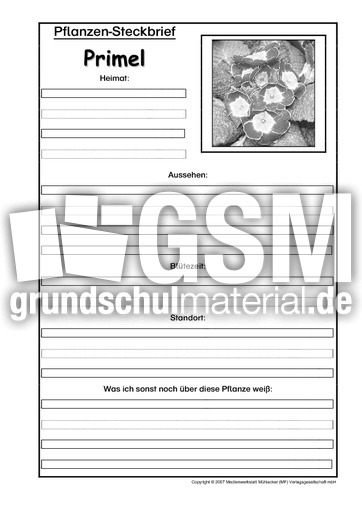 Pflanzensteckbrief-Primel-SW.pdf